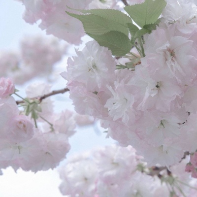 孝义福瑞交流群